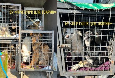 До Німеччини з одеського притулку для тварин евакуюють десятки кішок та собак (фото)