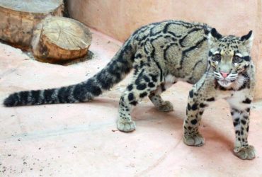 Смерть от голода и холода: зоопарк на Киевщине просит о зеленом коридоре для животных