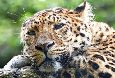 Вперше з початку війни у зоопарку Миколаєва поповнення: народився леопард