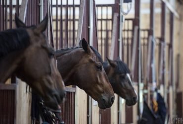 На Харьковщине ценные лошади оказались под угрозой: им нужны лекарства и эвакуация