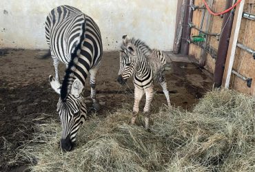 Под Киевом в экопарке родился зебренок: его назвали Маленький Зе (фото)