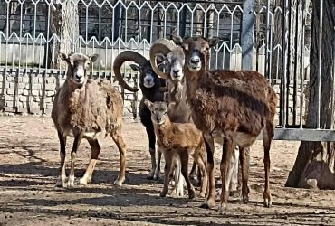 В Одеському зоопарку народилися вісім муфлонів (фото)