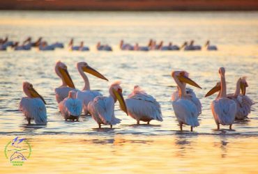 В заповедник в Одесской области прилетели краснокнижные пеликаны (фото)