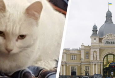 Во Львове нашлась кошка-беженка из Харькова, которая потерялась при эвакуации