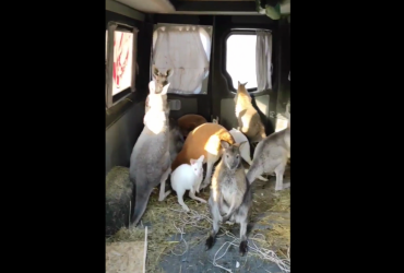 З харківського екопарку евакуювали кенгуру (фото, відео)