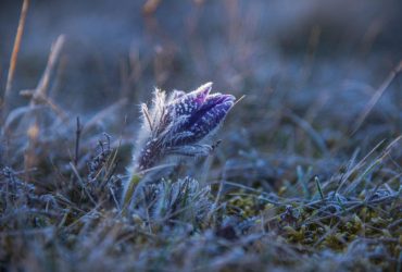 В Україну повертаються заморозки: названо області, де буде найхолодніше (список)
