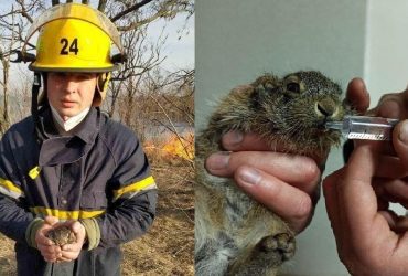 В ДСНС показали врятоване з вогню зайченя і вкотре закликали не палити суху траву (фото)