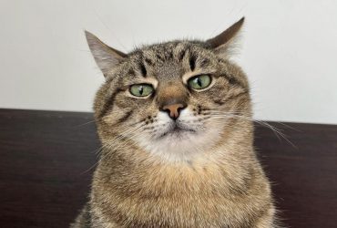 Знаменитый кот Степан из-за границы помогает животным в Украине