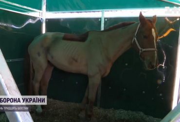 У Львівській області створили евакуаційну стайню для коней з гарячих точок (відео)