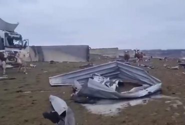 Окупанти звільнили корів на Харківщині від ескадронів смерті з націоналістів (відео)