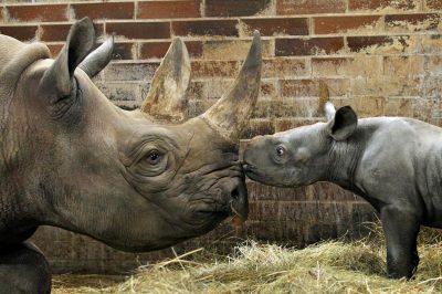 Мама детеныша носорога сначала была беспокойная / фото kyivcity.gov.ua