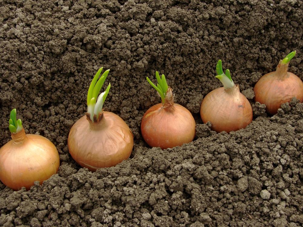 When to harvest onions / photo ua.depositphotos.com