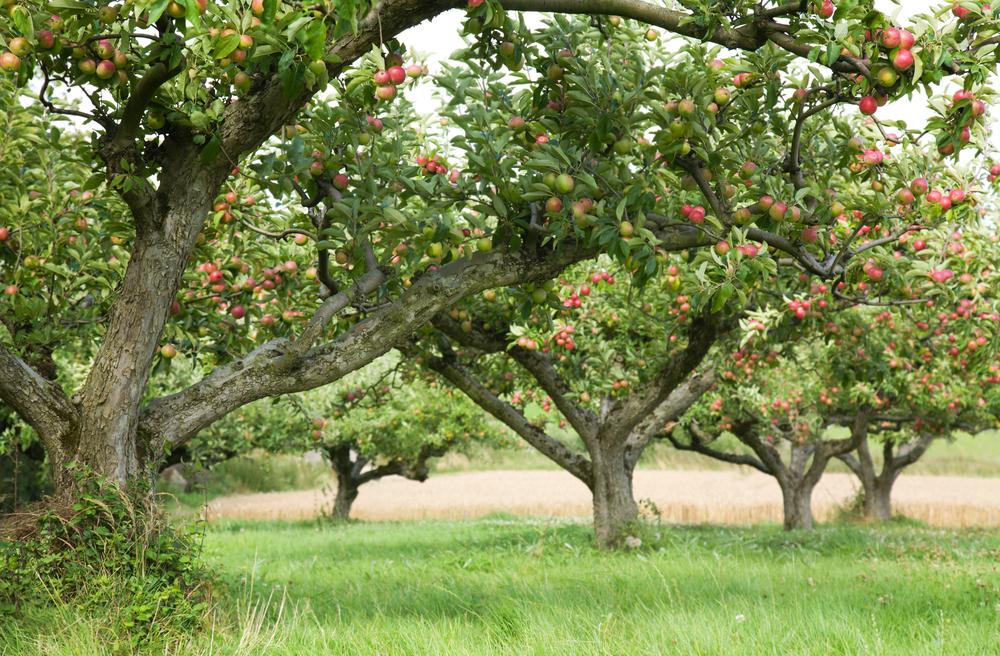 Чем подкормить яблоню весной - варианты / фото ua.depositphotos.com