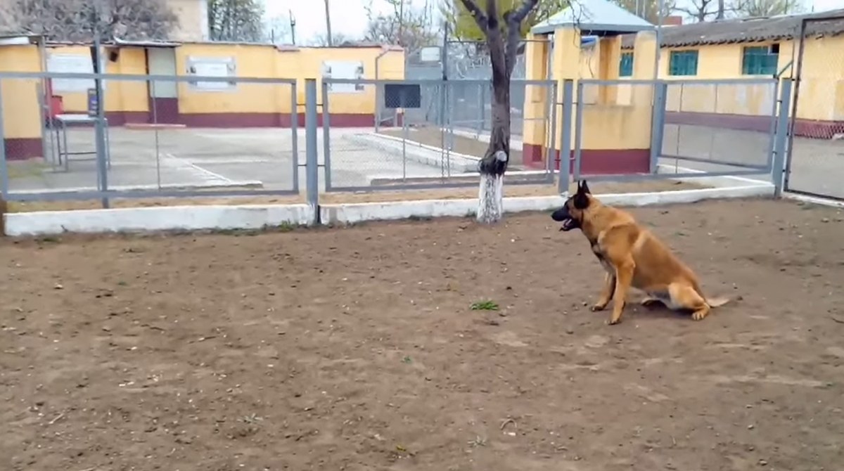 Росгвардейский пес будет защищать Украину / Скриншот
