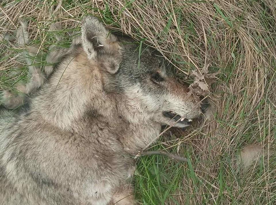 Волки погибли на полях возле Тарутинского полигона из-за отравления / фото facebook.com/rusevivan