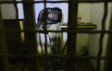 Зоопарк під Києвом провів більше місяця в окупації: як зараз почуваються тварини (відео)