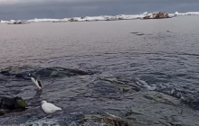 На "Вернадском" показали, как один из пингвинов испугался нырять в океан: забавное видео