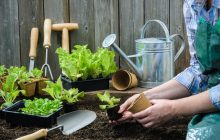 Коли пікірувати помідори, перець, баклажани і капусту: місячний календар і рекомендації