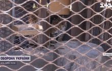 До Вінницького зоопарку евакуювали тигрицю та ягуара з приватного звіринця на півдні (відео)