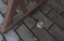 Беларусь заявила, что "польские силовики" из рогатки обстреляли ее пункт пропуска (фото, видео)