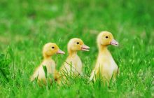 Жара на востоке и прохлада на западе: какой будет погода в Украине 8 июля (карта)