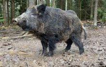 У парку дикої природи в Баварії російському кабану Путіну дали нове ім’я