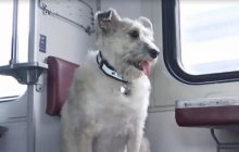 Лохматая проводница: как собака Николь помогает эвакуировать украинцев (видео)