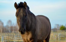 Парк природы "Беремицкий" на Черниговщине встречает весну и посетителей (фоторепортаж)