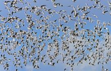 В оккупированном Крыму массово гибнут птицы из-за сброшенных россиянами в море отравляющих веществ