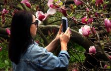 В ботсаду Фомина пик цветения магнолий: киевляне спешат увидеть красоту (фоторепортаж)