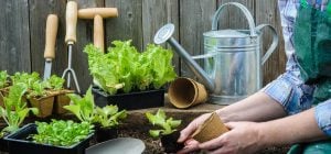 Проверено поколениями: 6 садовых советов, которые по-прежнему остаются актуальными