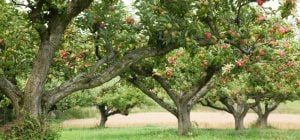 Как правильно обрезать яблони, чтобы всегда быть с урожаем, рассказали специалисты