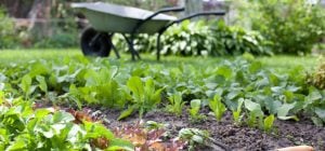 Простий тест врятує овочі: як за секунди дізнатися, чи не перелили ви город