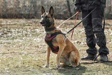 В Україні відзначають день кінолога 2023: цікаві факти та нюанси професії