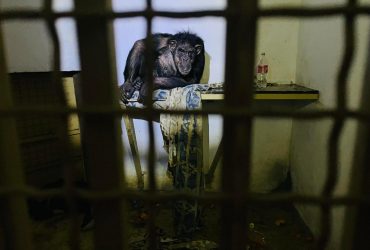 Зоопарк под Киевом провел больше месяца в оккупации: как сейчас дела у животных (видео)