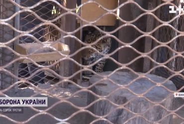В Винницкий зоопарк эвакуировали тигрицу и ягуара из частного зверинца на юге (видео)