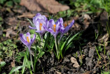 Какой будет погода весной 2023: прохладный март и непостоянный май