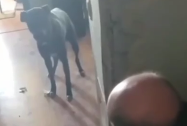 Охраняла квартиру в полуразрушенном доме: в Буче спасли истощенную собаку (видео)