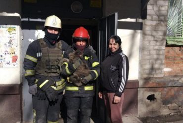 В Харькове из-под завалов многоэтажки спасли кота, который пробыл там полмесяца (видео)