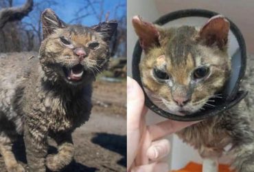 Волонтери врятували обгорілого котика, фото якого облетіло весь Інтернет