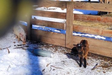 Все животные из харьковского экопарка вывезены в безопасное место (видео)