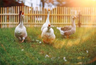 Чем нельзя кормить гусей: не будет ни мяса, ни яиц