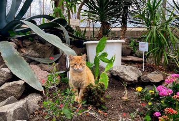 Чотири котики і квітуча хурма: як оранжерея ВДНГ зустрічає весну під час війни (фоторепортаж)