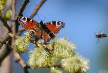 Стало відомо, коли до України повернеться справжнє весняне тепло до +15° (карта)