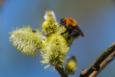 Ученые выявили главный новый фактор сокращения численности шмелей