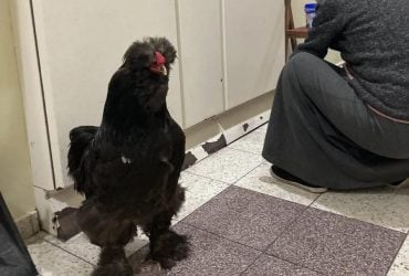 Як же я залишу Тошу на війні?: пенсіонерка вивезла з оточеного Маріуполя свого півня (відео)