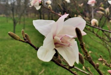 Весна всупереч війні: у Києві зацвіли магнолії (фоторепортаж)