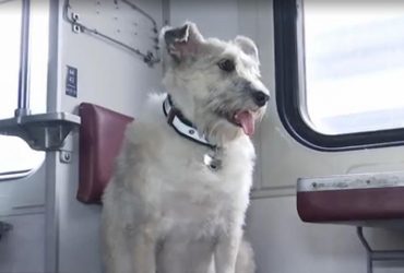 Кошлата провідниця: як собака Ніколь допомагає евакуювати українців (відео)