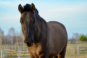 Парк природи Беремицький на Чернігівщині зустрічає весну та відвідувачів (фоторепортаж)
