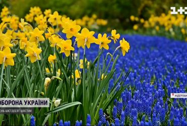 Нидерланды расцвели цветами украинского флага